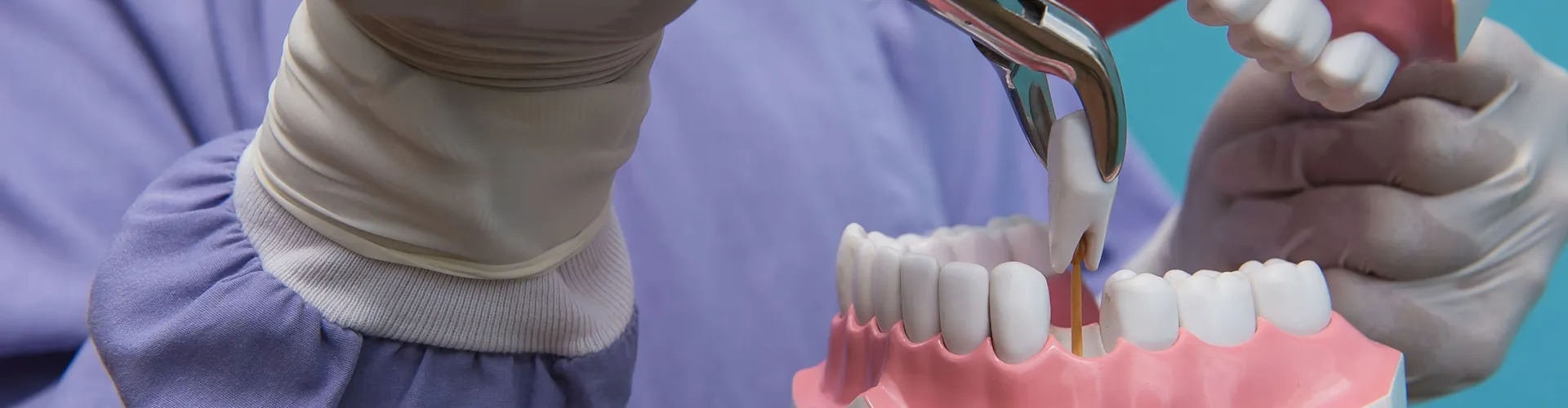 Dentist pulling the tooth from a set of model teeth.