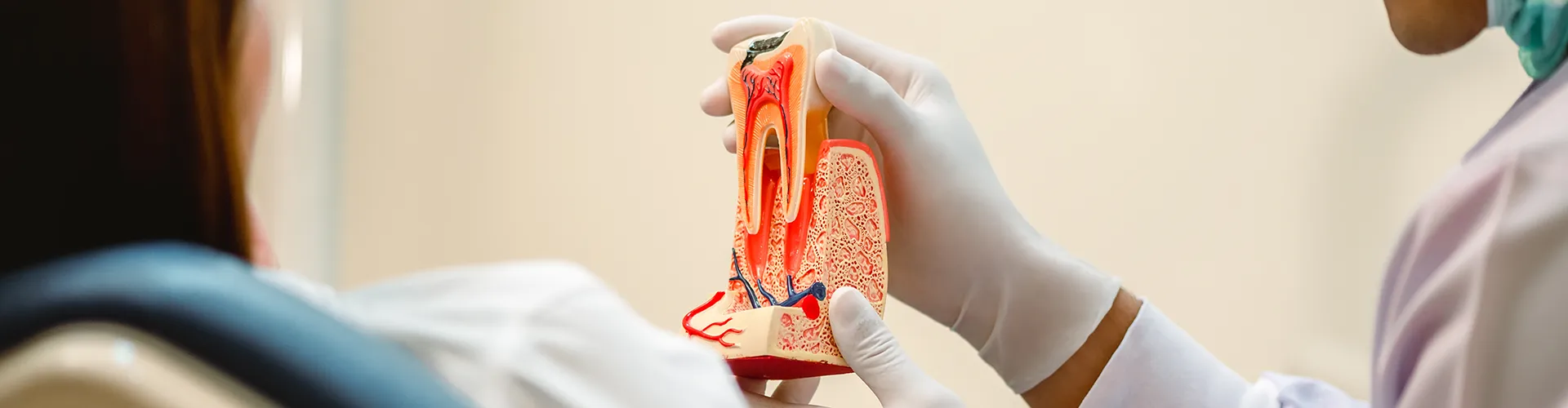 Gloved hands holding a tooth model showing anatomy.
